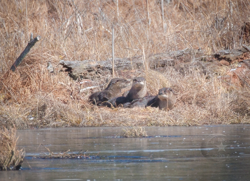 otters Just Chilling 1102wm